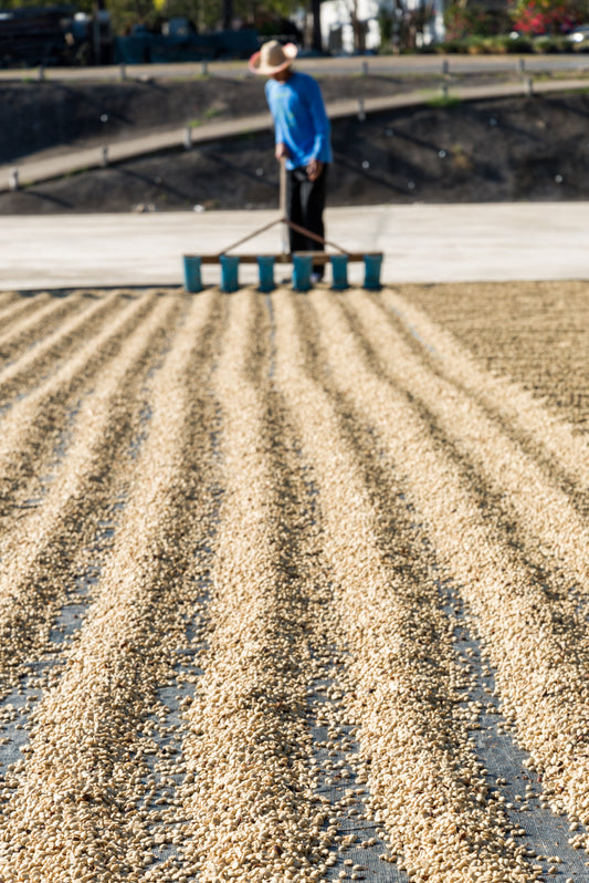 Coffee processing