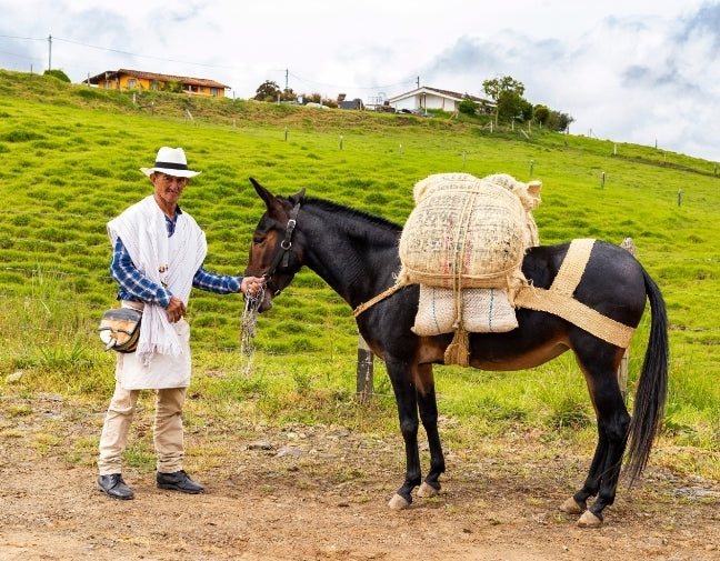 Mule facts