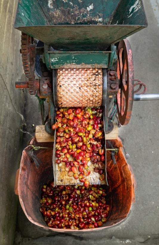 Coffee processing